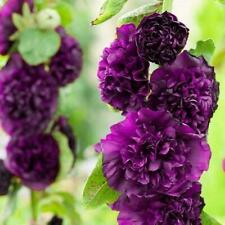 Hollyhock chater double for sale  Shipping to Ireland