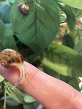 Pet land snails for sale  Littleton