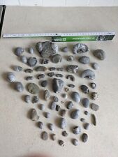 Large collection fossils for sale  DARLINGTON
