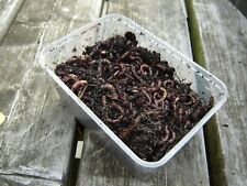 300g compost worms for sale  Shipping to Ireland