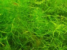 Nixkraut aquarium pflanze gebraucht kaufen  Plau