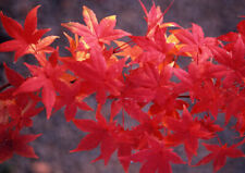 Acero rosso giapponese "Acer palmatum Momiji" pianta in vaso h. 30/40 cm usato  Valmacca