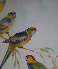 Mallee ringneck parrot for sale  Mountain Rest