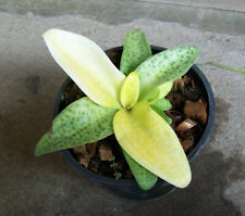 1 Bulb of DRIMIOPSIS MACULATA Variegated Plant + FREE Phytosanitary Certificate for sale  Shipping to South Africa