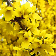 Forsythia intermedia lynwood for sale  STOKE-ON-TRENT