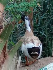 Indian runners duck for sale  Tallahassee