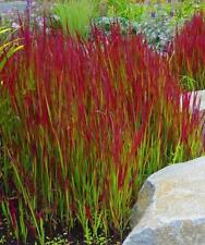 Imperata cylindrica red for sale  Shipping to Ireland