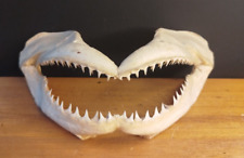 Mâchoire requin gris d'occasion  Saint-Gobain