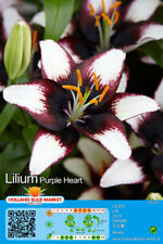 Lilien lilium asiatic gebraucht kaufen  Erfurt