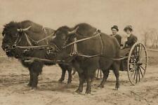 Antyczne zdjęcie ... Buffalo Bison Pulling Cart Vintage Photo Print 4x6 na sprzedaż  Wysyłka do Poland
