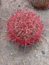 Red spined ferocactus for sale  Thousand Palms
