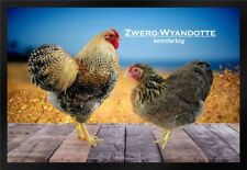 Fußmatte hühner zwerg gebraucht kaufen  Limbach-Oberfrohna