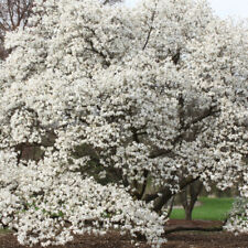Graines magnolia kobé d'occasion  Sabres