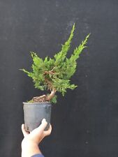 bonsai juniperus usato  Montevarchi