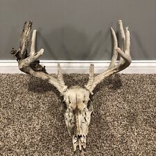 Deer mount mount for sale  Hutchinson
