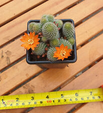 Rebutia fabrisii. young for sale  WAREHAM