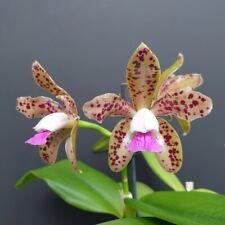 Orchidee cattleya guttata d'occasion  Bischoffsheim