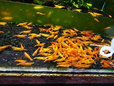 Sale orange neocaridina for sale  WORCESTER