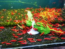 SALE 50 x breeding size Red Cherry UK BRED Freshwater aquarium shrimp 1,5 - 2CM  for sale  WORCESTER