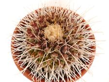 20 Thelocactus Rinconensis seeds semi korn samen no astrophytum stapelia for sale  Shipping to South Africa