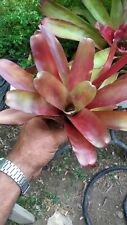 bromeliad neoregelia fireball red plant live for sale  Shipping to South Africa