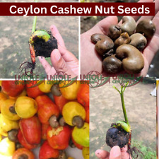 100 cashew nut for sale  Shipping to United States