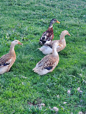Silver appleyard ducks for sale  Clinton