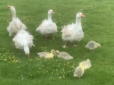 Sebastopol goose hatching for sale  KNIGHTON