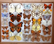 Collction british butterflies for sale  EASTLEIGH