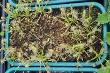 Seeds carnivorous plant for sale  ANDOVER