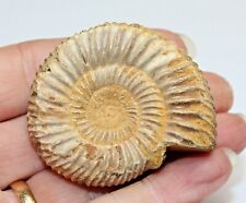 Dichotomosphinctes ammonite 47 for sale  BECCLES