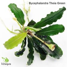 Bucephalandra species live for sale  HOUNSLOW