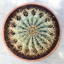 Ferocactus glaucescens old big plant 9 1/8in no crested, used for sale  Shipping to South Africa