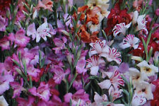 Blumenzwiebeln gladiolen nanus gebraucht kaufen  Werl