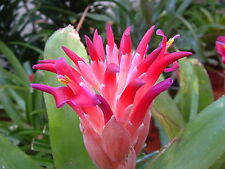 Billbergia pyramidalis species for sale  Shipping to Ireland