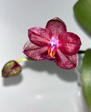 Phalaenopsis mituo king for sale  Ireland