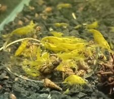 Neocaridina davidi yellow d'occasion  Tarare