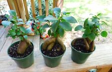 Ginseng fig contorted for sale  Roberta