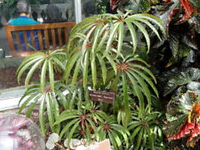 Begonia luxurians tropical for sale  BECCLES
