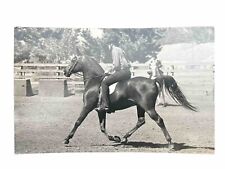 Arabian horse raffany for sale  Wyncote