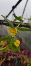 Commelina africana two for sale  Shipping to Ireland