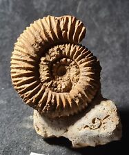 Ammonite reineckeia anceps d'occasion  Fénétrange