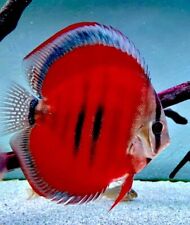 discus fish for sale  LONDON