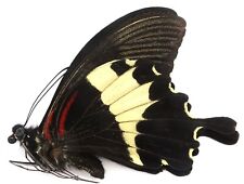 PAPILIO DIOPHANTUS MALE FROM MT. SIBUATAN, NORTH SUMATRA, used for sale  Shipping to South Africa