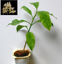 Hoya multiflora bouture d'occasion  Toulouse-