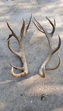 moose antlers for sale  NORTHAMPTON