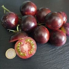 Blue cherry tomaten gebraucht kaufen  Leonberg