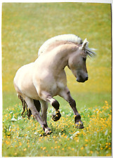 Pferd postkarte korsch gebraucht kaufen  Langen