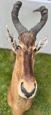 kudu horns for sale  EPSOM