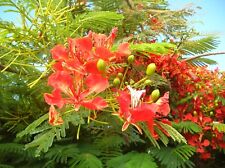 Royal poinciana tree for sale  Allentown